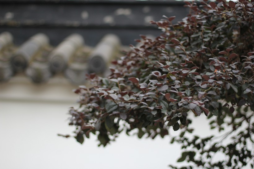 植物园里的红花檵木图片