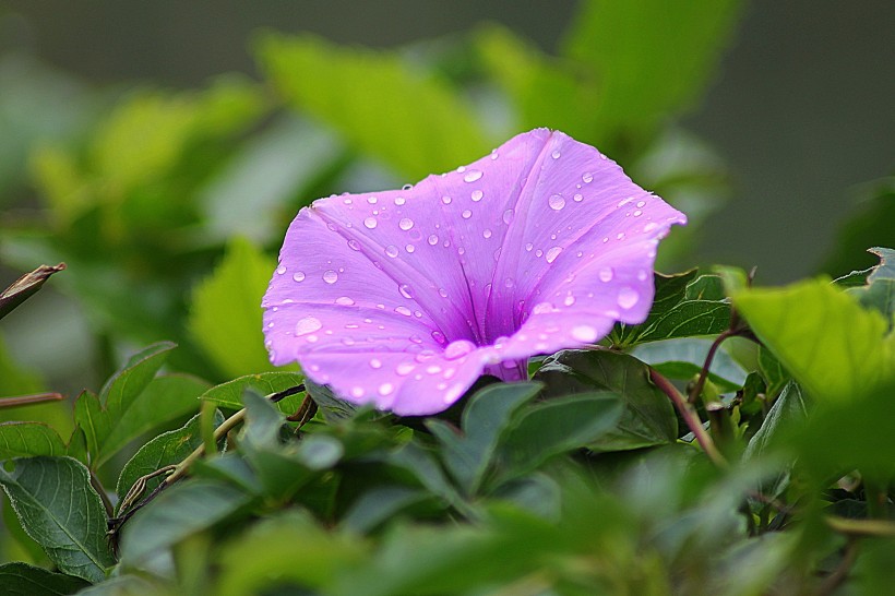 颜色各异的牵牛花图片