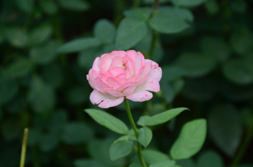 生命力旺盛的月季花图片