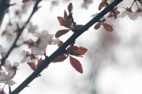 淡粉色樱花图片(13张)