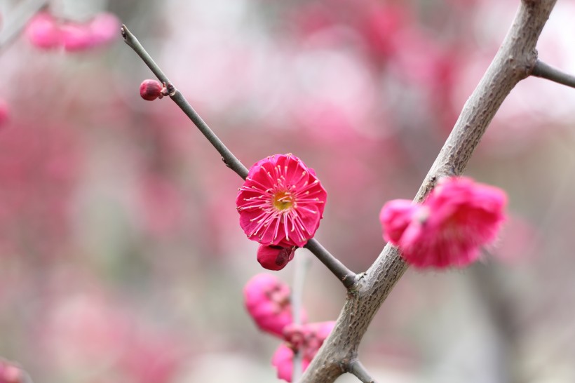 盛开的红梅花图片