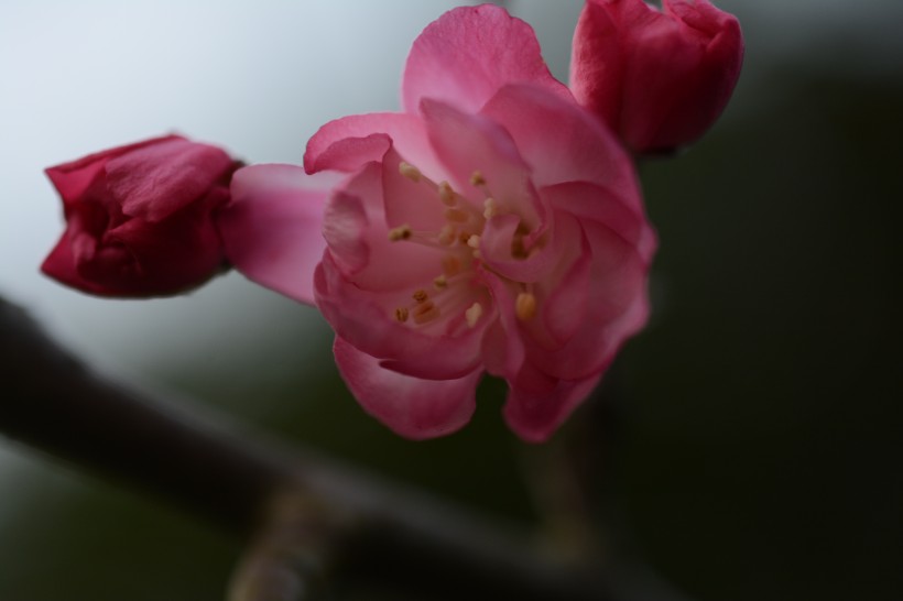 娇艳盛开的贴梗海棠花图片