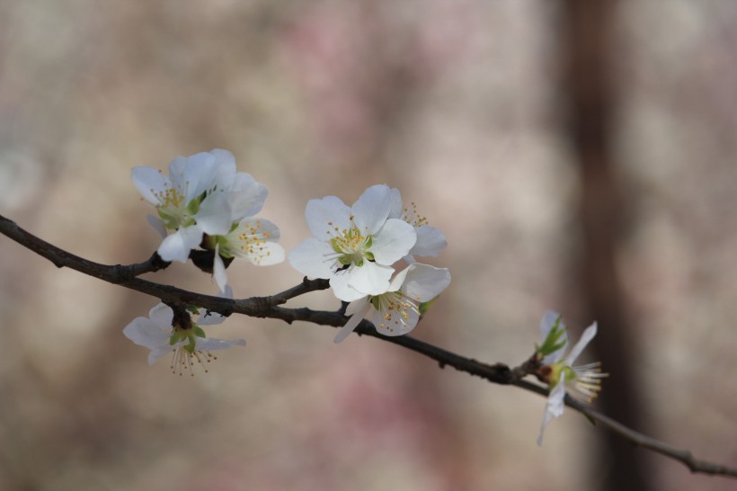 白色的桃花图片