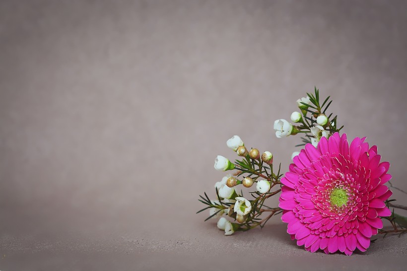 花瓣艳丽花朵硕大的非洲菊图片