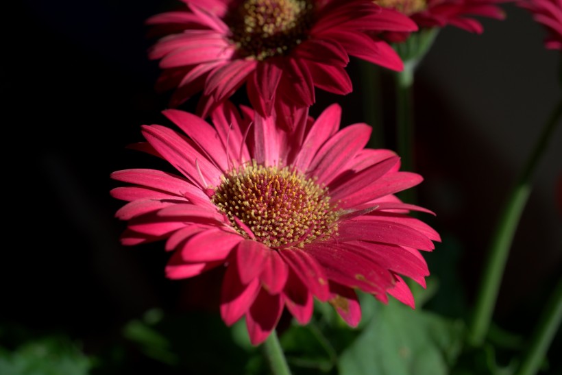 花瓣艳丽花朵硕大的非洲菊图片