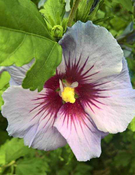 纯洁美丽的白色芙蓉花图片