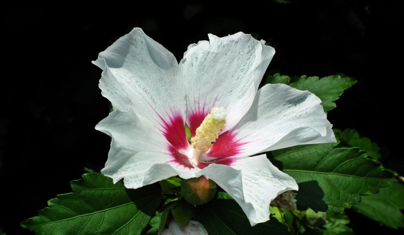 纯洁美丽的白色芙蓉花图片