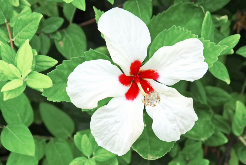 纯洁美丽的白色芙蓉花图片