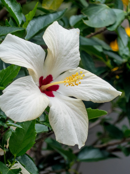 纯洁美丽的白色芙蓉花图片