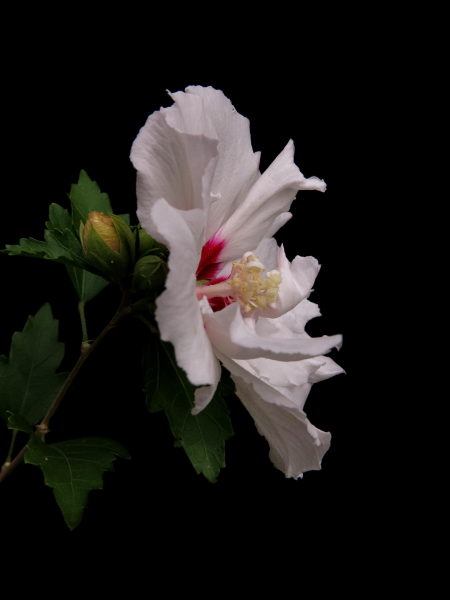 纯洁美丽的白色芙蓉花图片