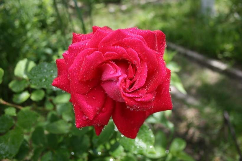 热烈绽放的红色玫瑰图片(17张)