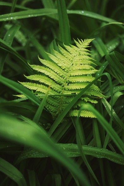 绿色茂盛的蕨菜图片