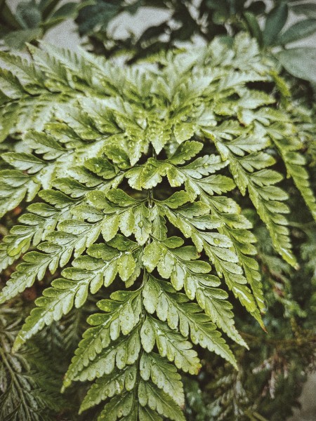 绿色茂盛的蕨菜图片