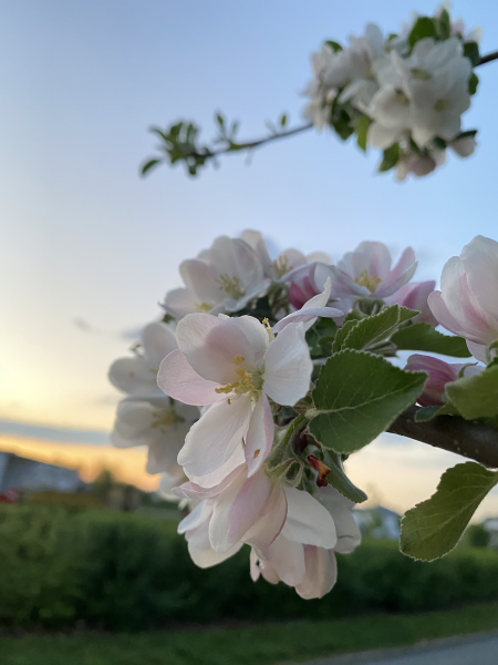 清香淡雅的苹果花图片