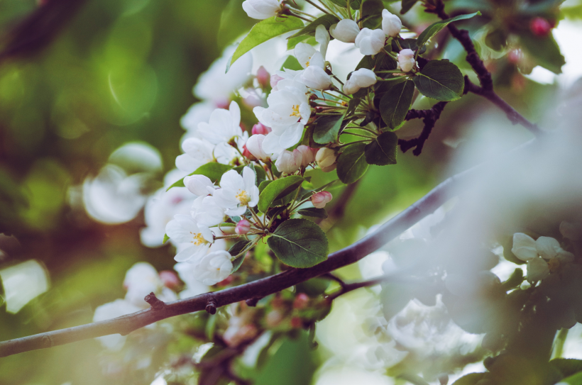 清香淡雅的苹果花图片