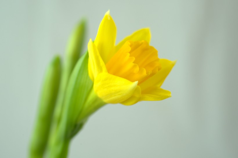 黄色和白色盛开的水仙花图片(23张)