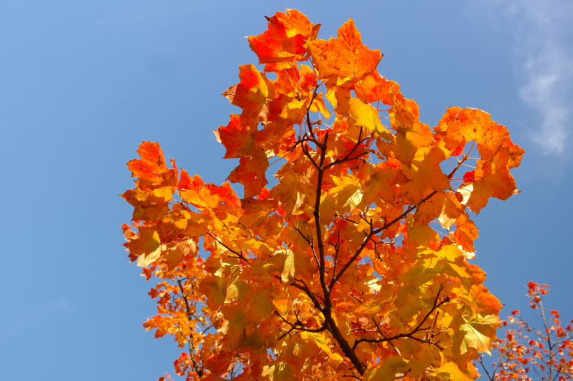 秋天唯美的树叶图片(18张)