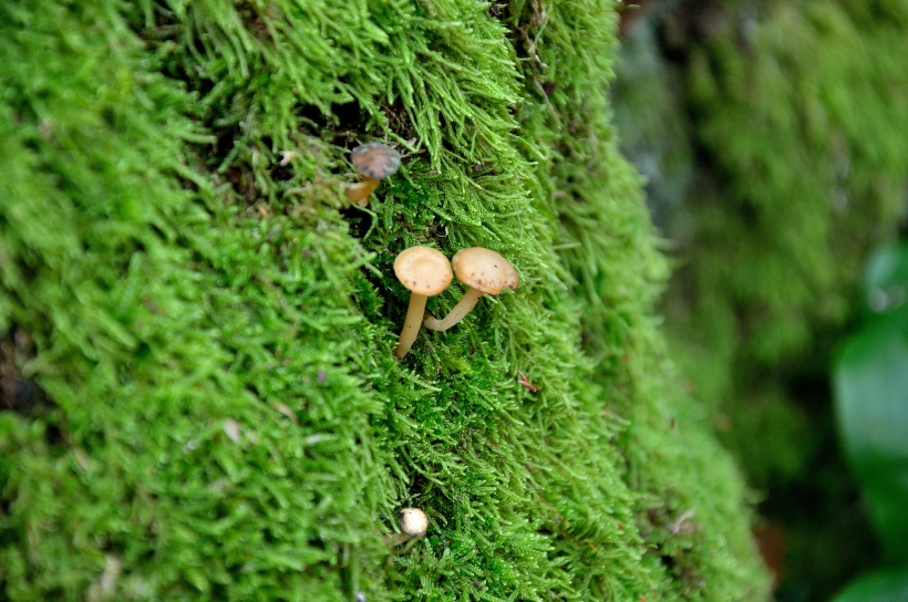 绿色的苔藓图片