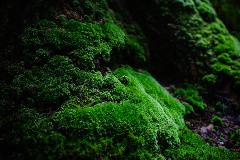 绿色的苔藓图片