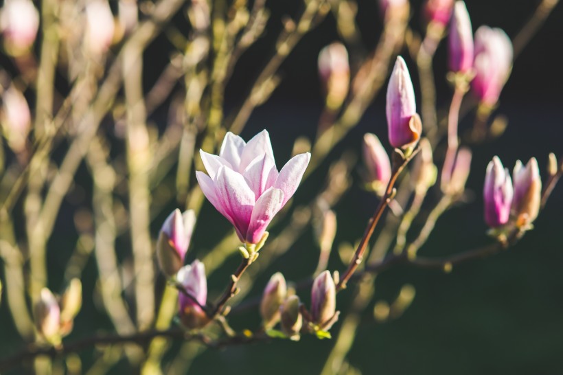 花型俏丽幽香的玉兰花图片