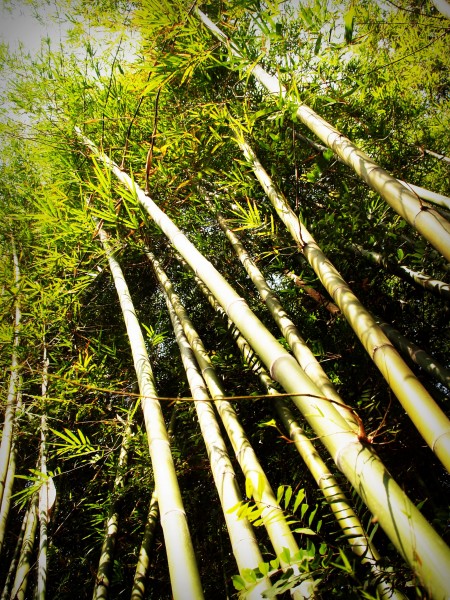 苍翠挺拔的竹子图片