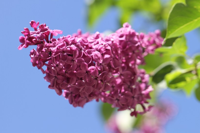 清香四溢花朵密集的紫丁香图片(29张)