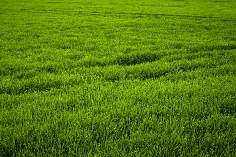 绿色的草地风景图片