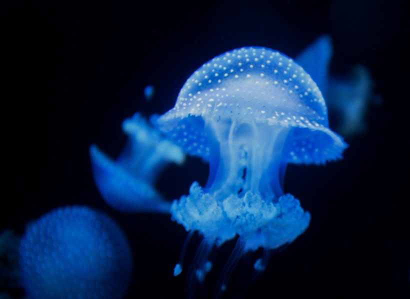 蓝色海洋里漂浮的水母图片