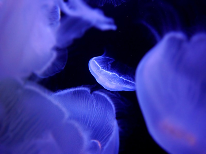 蓝色海洋里漂浮的水母图片