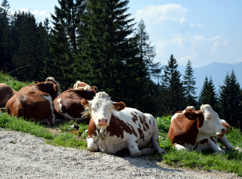 草地上悠闲的奶牛图片
