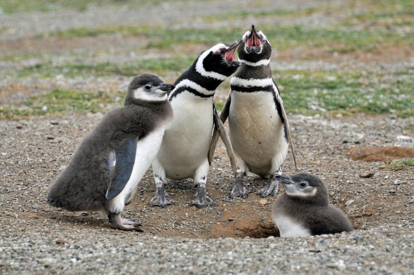 可爱呆萌的企鹅图片