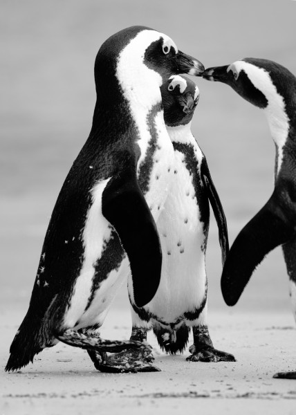 可爱呆萌的企鹅图片