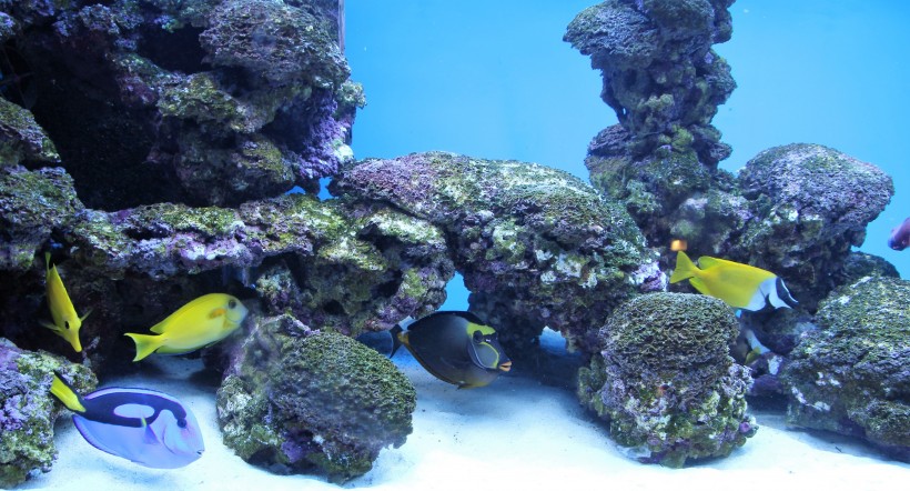 五颜六色绮丽的珊瑚图片