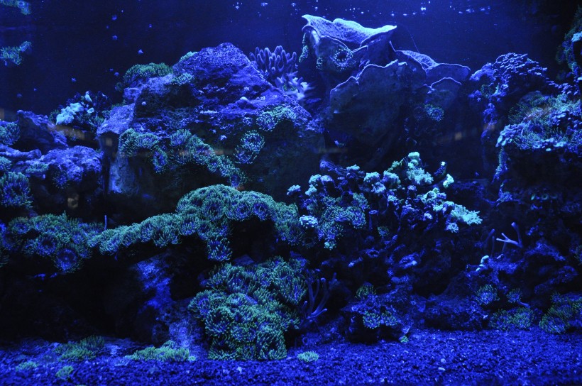 五颜六色绮丽的珊瑚图片