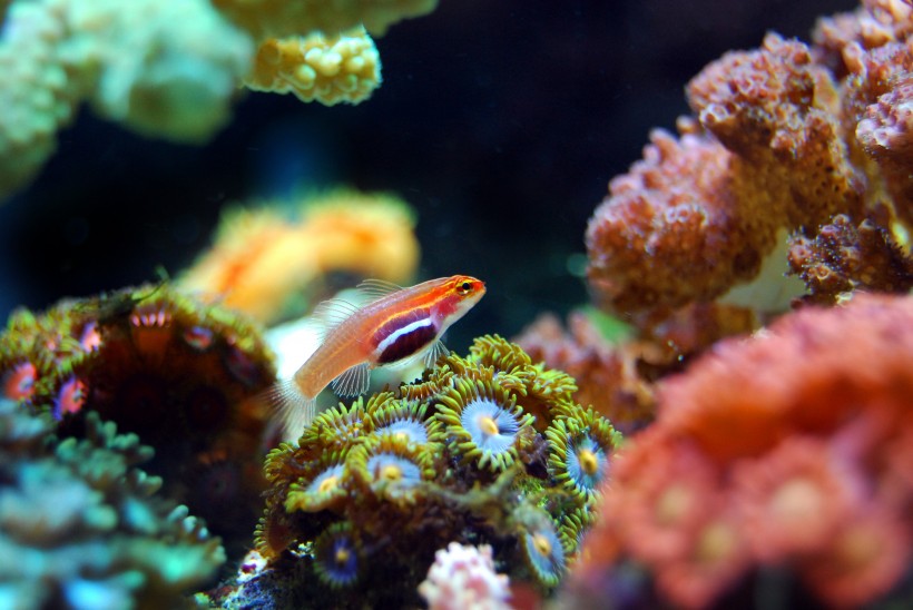 海底五颜六色神奇的珊瑚图片