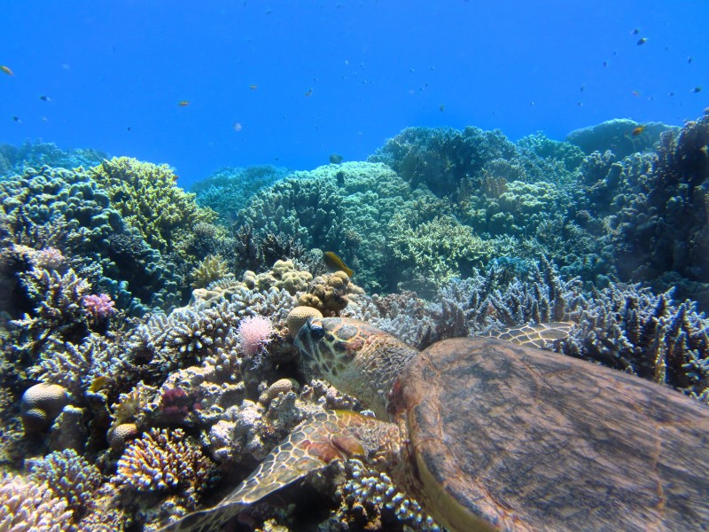 海底五颜六色神奇的珊瑚图片