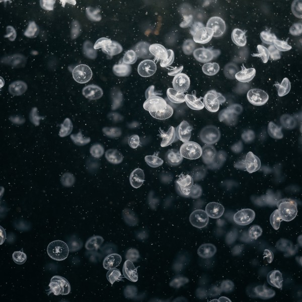 海中四处游荡的水母图片