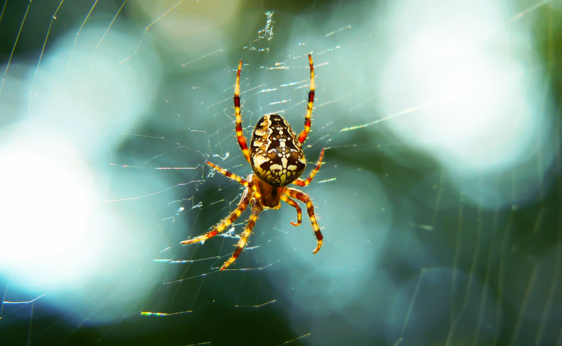 蜘蛛网上的蜘蛛图片