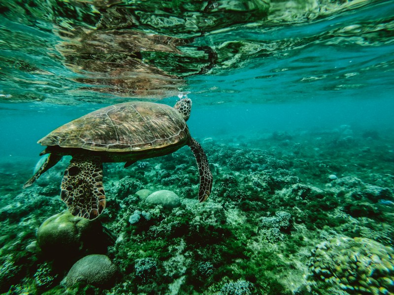 水中奋力游泳的海龟图片