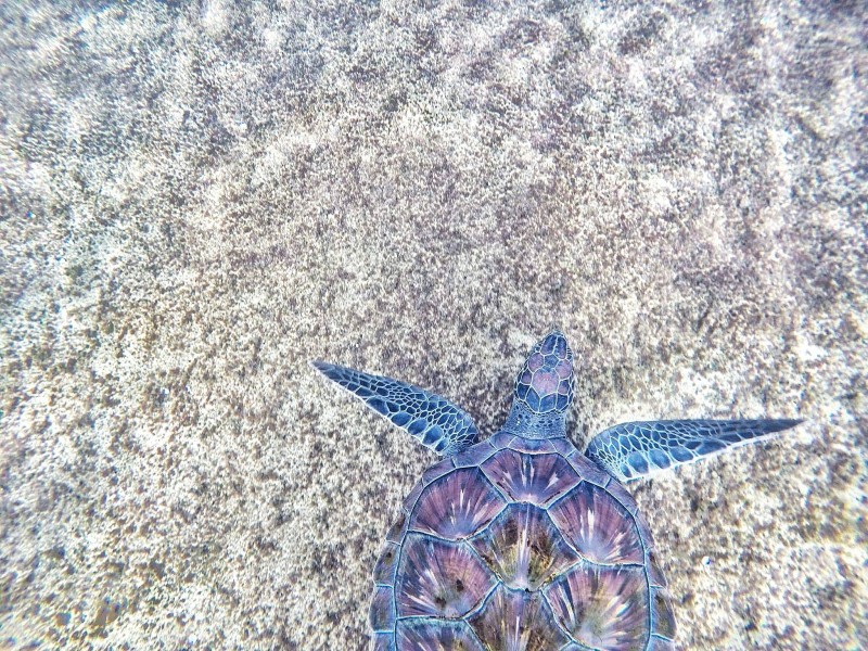 海中奋力游泳的海龟图片