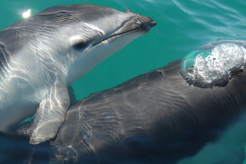 水族馆里的海豚图片