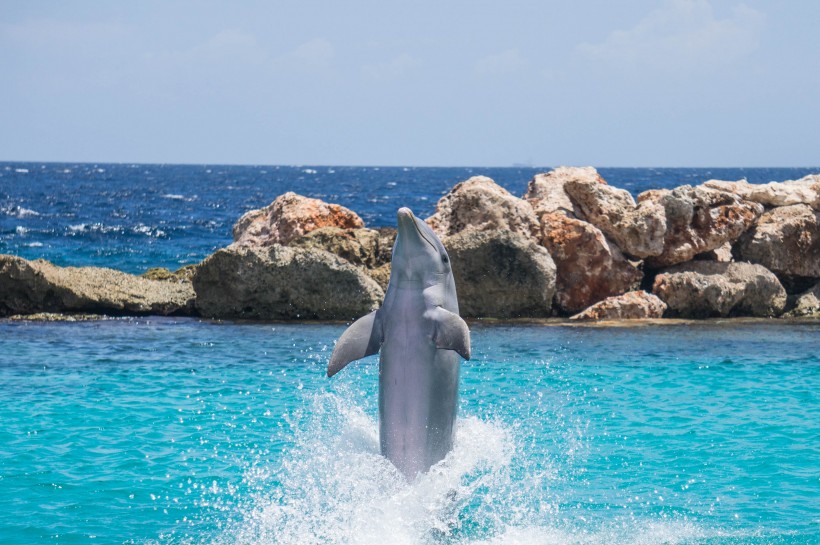 水族馆里的海豚图片