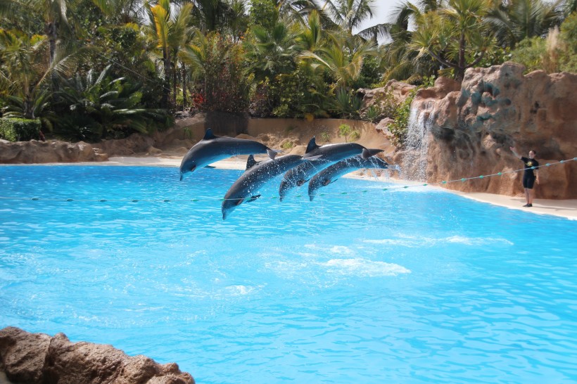 水族馆里的海豚图片