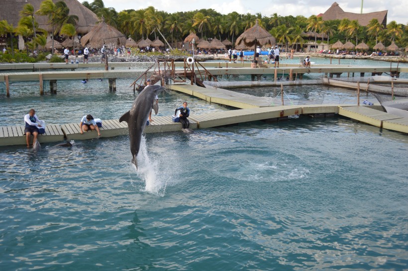 水族馆里的海豚图片