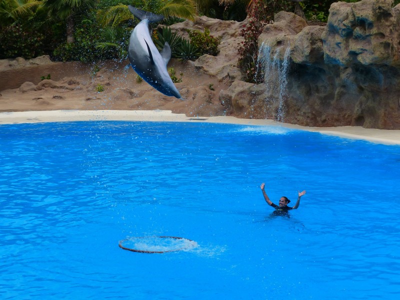 水族馆里的海豚图片