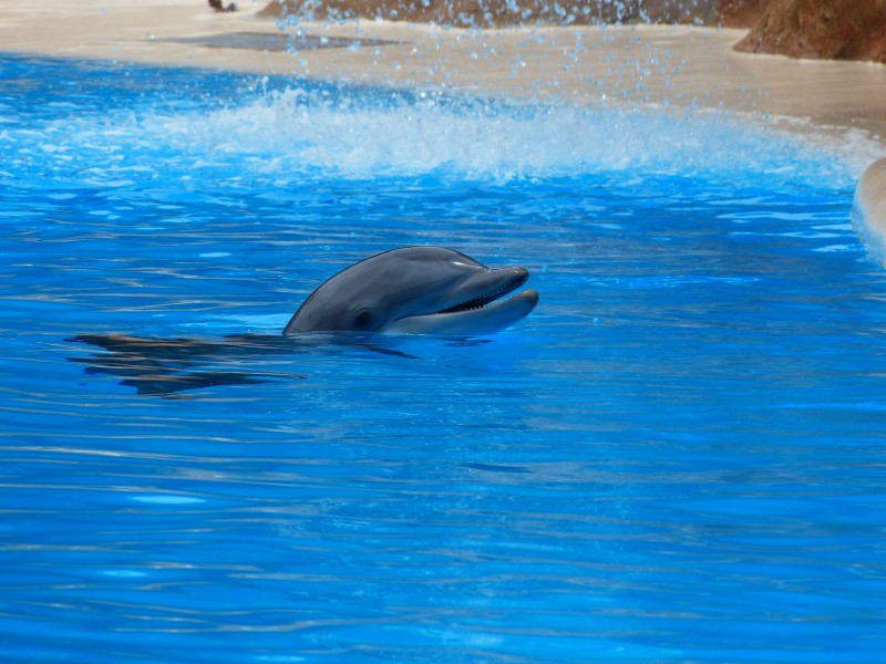 水族馆里的海豚图片