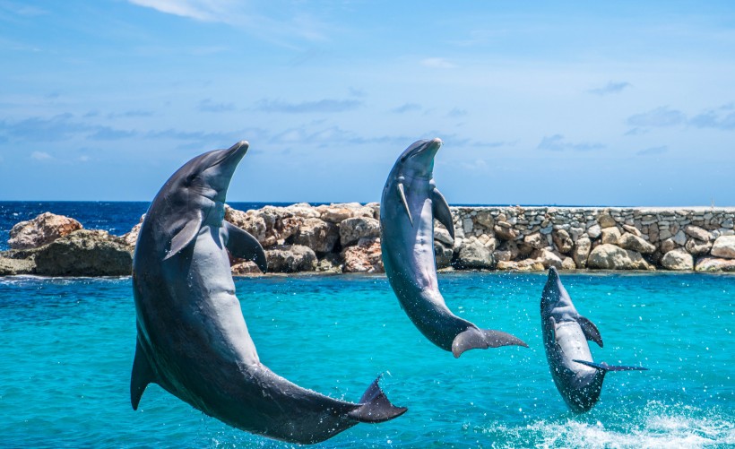 水族馆里的海豚图片