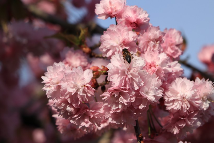 花朵上辛勤劳动的蜜蜂图片