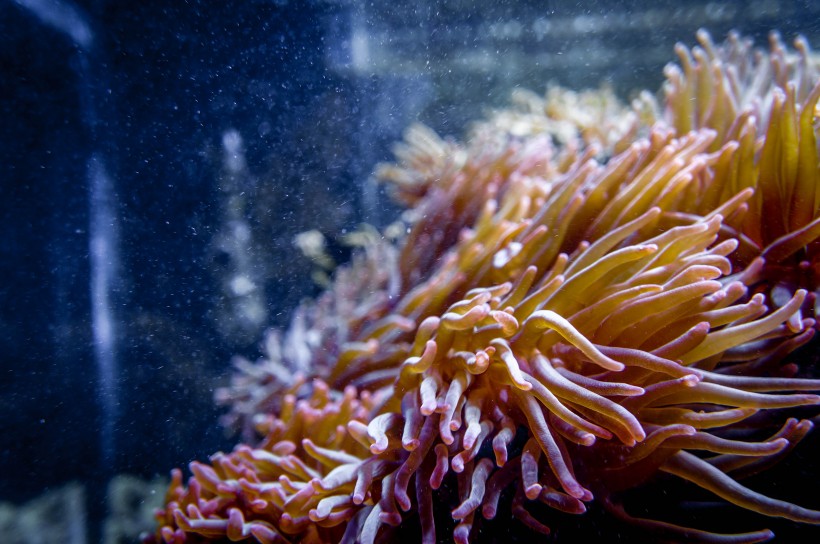 海底里唯美漂亮的珊瑚图片