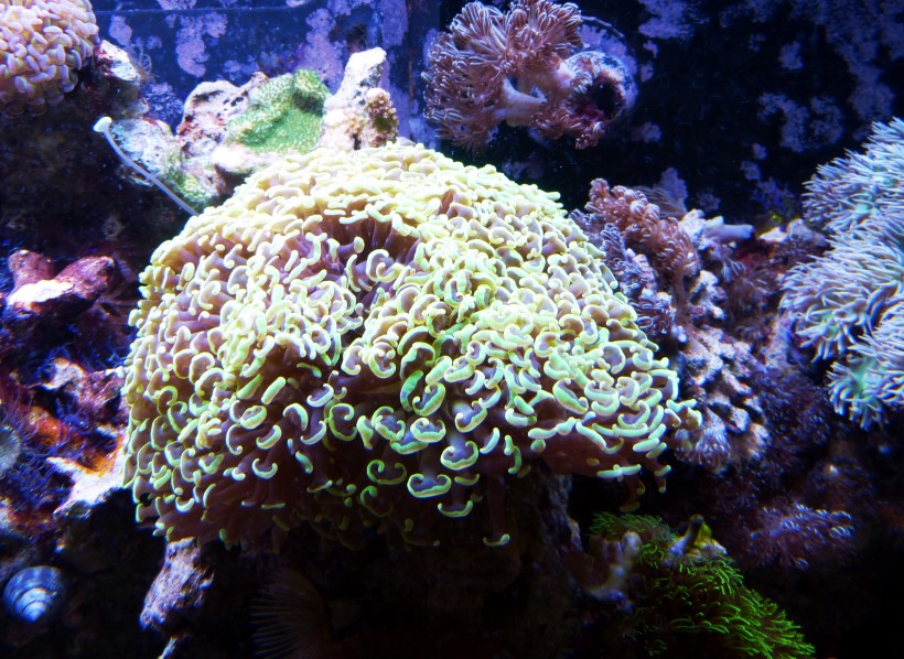 海底里唯美漂亮的珊瑚图片